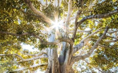 Building a Career with Purpose, Aligning Your Work with Your Values
